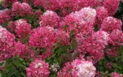 Diamond Rouge Hydrangea - 3 Gallon Pot -Garden Plants shop Hydrangea Diamond Rouge 7