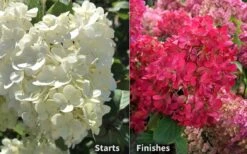 Diamond Rouge Hydrangea - 3 Gallon Pot -Garden Plants shop Hydrangea Diamond Rouge 8