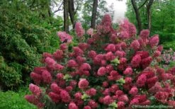 Diamond Rouge Hydrangea - 3 Gallon Pot -Garden Plants shop Hydrangea Diamond Rouge5