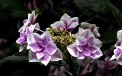 Double Delights Stargazer Hydrangea - 3 Gallon Pot 5 Double Delights Stargazer Hydrangea - 3 Gallon Pot -Garden Plants shop Hydrangea Double Delights Stargazer 5