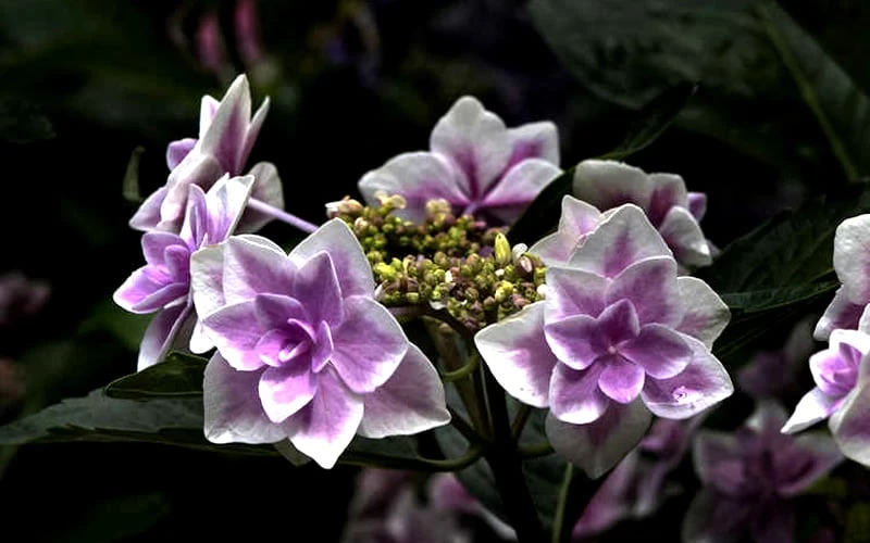 Double Delights Stargazer Hydrangea - 3 Gallon Pot Double Delights Stargazer Hydrangea - 3 Gallon Pot -Garden Plants shop Hydrangea Double Delights Stargazer 5