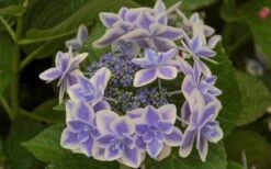 Double Delights Stargazer Hydrangea - 3 Gallon Pot 3 Double Delights Stargazer Hydrangea - 3 Gallon Pot -Garden Plants shop Hydrangea Double Delights Stargazer 6