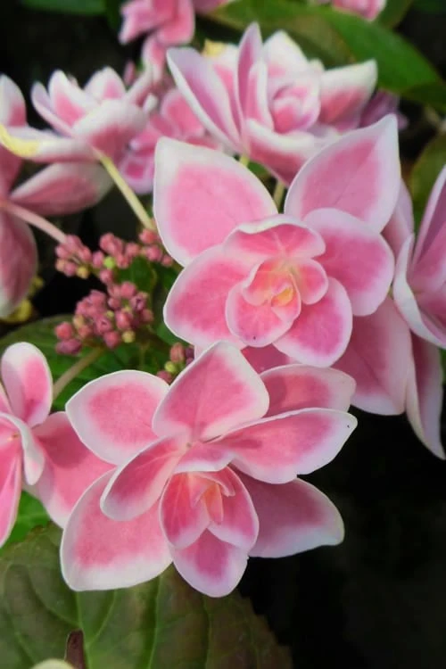 Double Delights Stargazer Hydrangea - 3 Gallon Pot Double Delights Stargazer Hydrangea - 3 Gallon Pot -Garden Plants shop Hydrangea Double Delights Stargazer 8