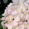 Blushing Bride Endless Summer Hydrangea - 3 Gallon Pot