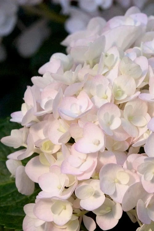 Blushing Bride Endless Summer Hydrangea - 3 Gallon Pot Blushing Bride Endless Summer Hydrangea - 3 Gallon Pot -Garden Plants shop Hydrangea Endless Summer Blushing Bride 500x750 2