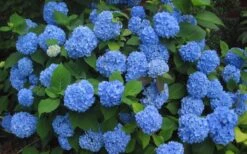 Endless Summer Hydrangea Original - 3 Gallon Pot -Garden Plants shop Hydrangea Endless Summer Closeup 3 1