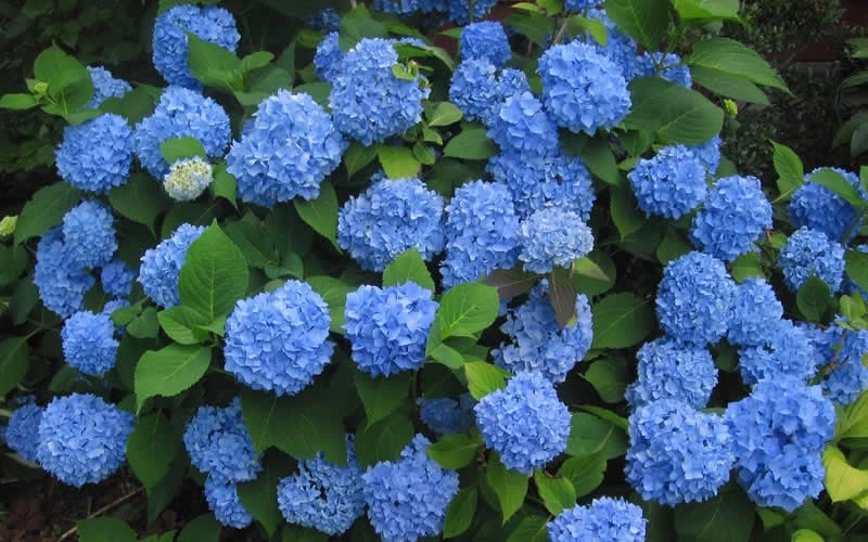 Endless Summer Hydrangea Original - 7 Gallon Pot Endless Summer Hydrangea Original - 7 Gallon Pot -Garden Plants shop Hydrangea Endless Summer Closeup 3