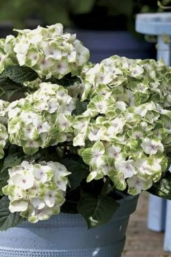 Everlasting Noblesse Hydrangea - 3 Gallon Pot -Garden Plants shop Hydrangea Everlasting Noblesse 1