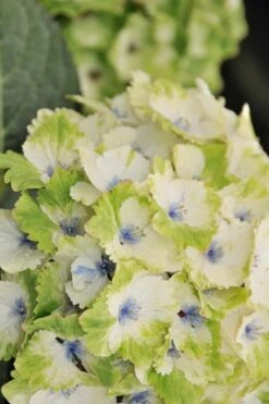Everlasting Noblesse Hydrangea - 3 Gallon Pot -Garden Plants shop Hydrangea Everlasting Noblesse 3