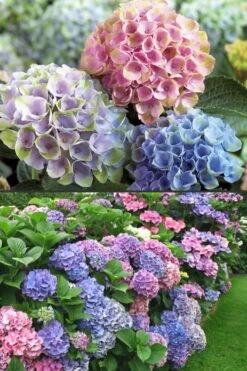 Everlasting Revolution Hydrangea - 1 Gallon Pot 3 Everlasting Revolution Hydrangea - 1 Gallon Pot -Garden Plants shop Hydrangea Everlasting Revolution 2