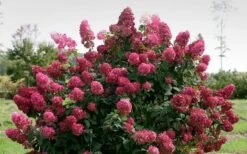 Fire Light Hydrangea - 3 Gallon Pot -Garden Plants shop Hydrangea Fire Light 1