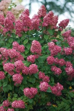 Fire Light Hydrangea - 3 Gallon Pot -Garden Plants shop Hydrangea Fire Light 2