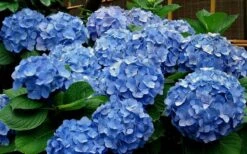 Glory Blue Hydrangea - 1 Gallon Pot -Garden Plants shop Hydrangea Glory Blue 11