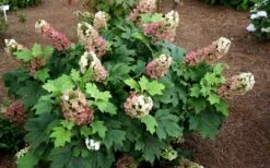 Jetstream Oakleaf Hydrangea - 3 Gallon Pot -Garden Plants shop Hydrangea Jetstream 5