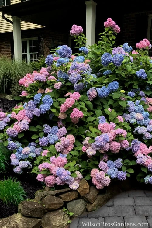 L.A. Dreamin Hydrangea - 3 Gallon Pot L.A. Dreamin Hydrangea - 3 Gallon Pot -Garden Plants shop Hydrangea LA Dreamin 5 1