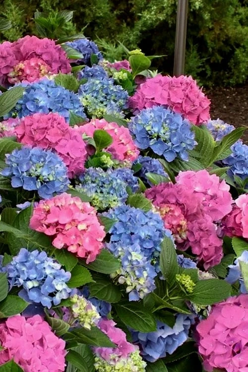 L.A. Dreamin Hydrangea - 3 Gallon Pot L.A. Dreamin Hydrangea - 3 Gallon Pot -Garden Plants shop Hydrangea LA Dreamin 500x750 2