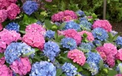 L.A. Dreamin' Hydrangea - 2 Gallon Pot -Garden Plants shop Hydrangea LA Dreamin Blooms