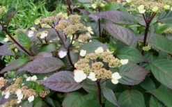 Lady In Red Hydrangea - 3 Gallon Pot -Garden Plants shop Hydrangea Lady In Red Budded
