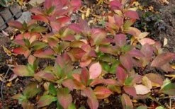 Lady In Red Hydrangea - 3 Gallon Pot -Garden Plants shop Hydrangea Lady In Red Fall Foliage Leaf Color
