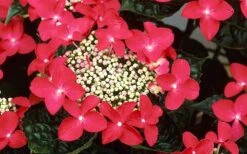 Lady In Red Hydrangea - 3 Gallon Pot -Garden Plants shop Hydrangea Lady In Red Flower Closeup