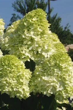 Limelight PeeGee Hydrangea - 3 Gallon Pot -Garden Plants shop Hydrangea Limelight 101 1
