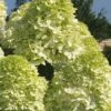 Limelight PeeGee Hydrangea - 2.5 Gallon Pot