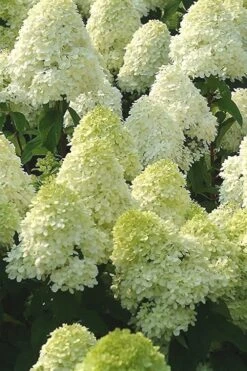 Limelight PeeGee Hydrangea - 2.5 Gallon Pot 6 Limelight PeeGee Hydrangea - 2.5 Gallon Pot -Garden Plants shop Hydrangea Limelight 107 2