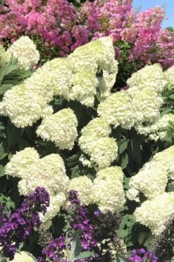 Limelight PeeGee Hydrangea - 2.5 Gallon Pot 8 Limelight PeeGee Hydrangea - 2.5 Gallon Pot -Garden Plants shop Hydrangea Limelight 110 2
