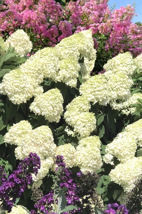 Limelight PeeGee Hydrangea - 2.5 Gallon Pot Limelight PeeGee Hydrangea - 2.5 Gallon Pot -Garden Plants shop Hydrangea Limelight 110 2