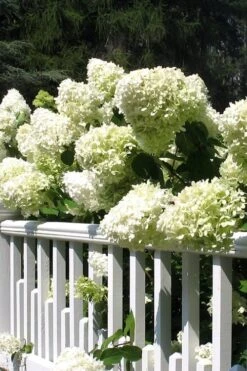 Limelight PeeGee Hydrangea - 7 Gallon Pot (3-4') -Garden Plants shop Hydrangea Limelight 21
