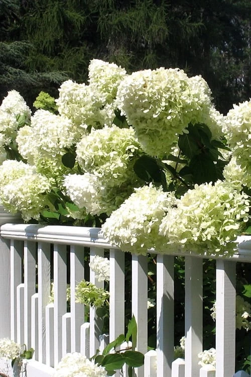 Limelight PeeGee Hydrangea - 2.5 Gallon Pot Limelight PeeGee Hydrangea - 2.5 Gallon Pot -Garden Plants shop Hydrangea Limelight 21 3