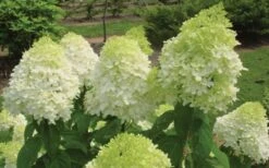 Limelight PeeGee Hydrangea - 1 Gallon Pot -Garden Plants shop Hydrangea Limelight Flowers