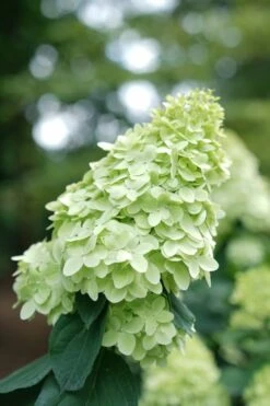Limelight Prime Hydrangea - 3 Gallon Pot -Garden Plants shop Hydrangea Limelight Prime 1