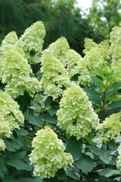 Limelight Prime Hydrangea - 3 Gallon Pot -Garden Plants shop Hydrangea Limelight Prime 4