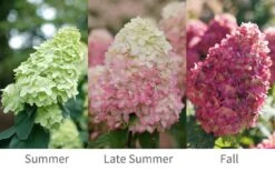 Limelight Prime Hydrangea - 3 Gallon Pot -Garden Plants shop Hydrangea Limelight Prime 6