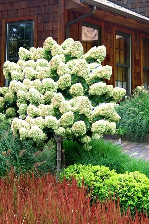 Limelight PeeGee Hydrangea - Single Trunk Topiary Tree - 5 Gallon Pot Limelight PeeGee Hydrangea - Single Trunk Topiary Tree - 5 Gallon Pot -Garden Plants shop Hydrangea Limelight Standard Tree Form 2