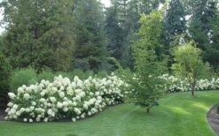 Limelight PeeGee Hydrangea - 7 Gallon Pot (3-4') -Garden Plants shop Hydrangea Limelight hedge natural