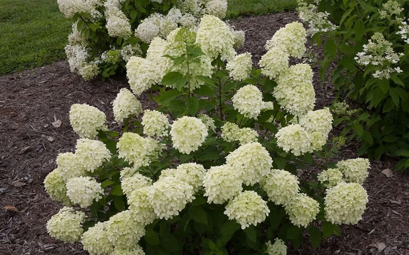 Little Lime Hydrangea - 3 Pack of Quart Pots Little Lime Hydrangea - 3 Pack Of Quart Pots -Garden Plants shop Hydrangea Little Lime 1 1
