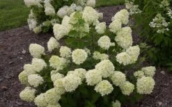 Little Lime Hydrangea - 6 Pack Of 1 Gallon Pots 6 Little Lime Hydrangea - 6 Pack Of 1 Gallon Pots -Garden Plants shop Hydrangea Little Lime 1