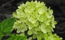 Little Lime Hydrangea - 3 Pack Of Quart Pots 3 Little Lime Hydrangea - 3 Pack Of Quart Pots -Garden Plants shop Hydrangea Little Lime 2