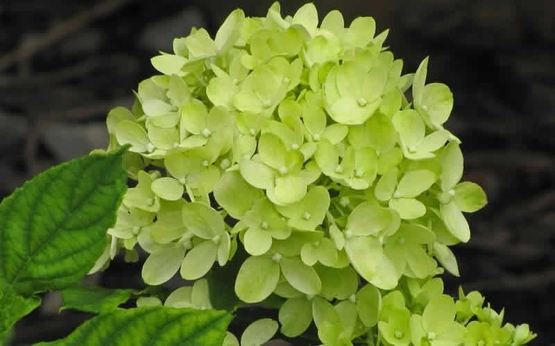 Little Lime Hydrangea - 3 Pack of Quart Pots Little Lime Hydrangea - 3 Pack Of Quart Pots -Garden Plants shop Hydrangea Little Lime 2
