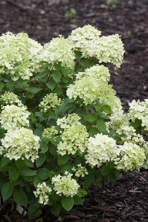 Little Lime Hydrangea - 3 Pack of Quart Pots Little Lime Hydrangea - 3 Pack Of Quart Pots -Garden Plants shop Hydrangea Little Lime 500x750 2