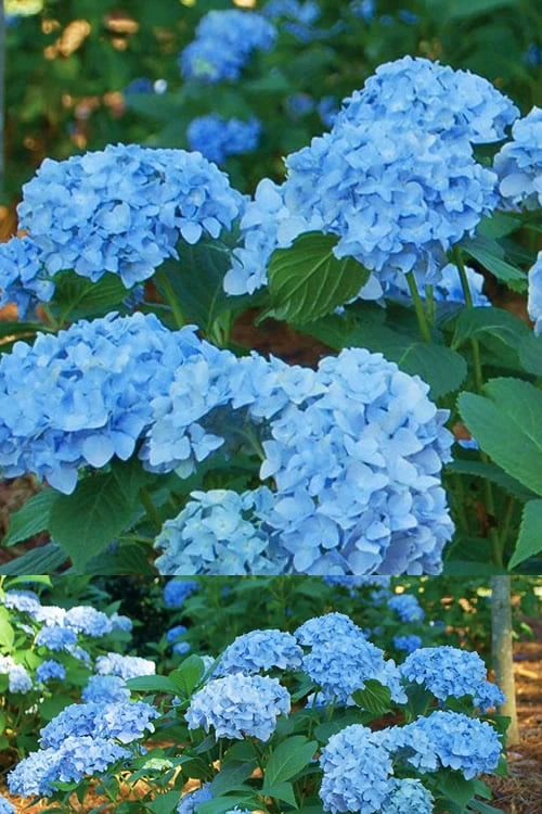 Mini Penny Hydrangea - 1 Gallon Pot Mini Penny Hydrangea - 1 Gallon Pot -Garden Plants shop Hydrangea Mini Penny 1 1