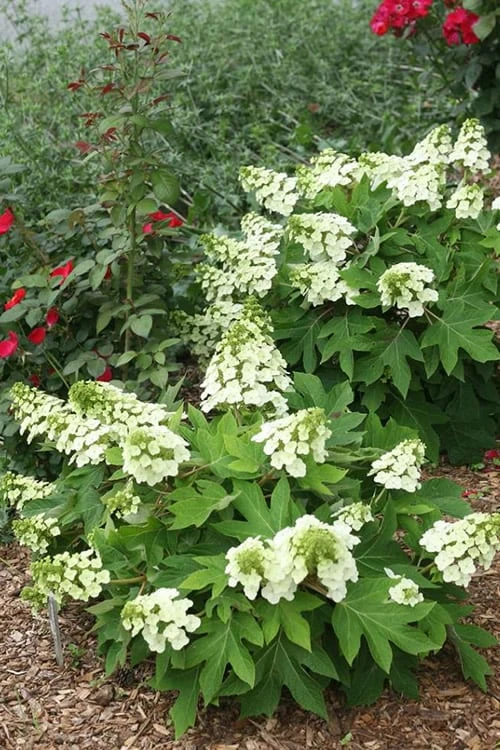 Munchkin Dwarf Oakleaf Hydrangea - 1 Gallon Pot Munchkin Dwarf Oakleaf Hydrangea - 1 Gallon Pot -Garden Plants shop Hydrangea Munchkin 11