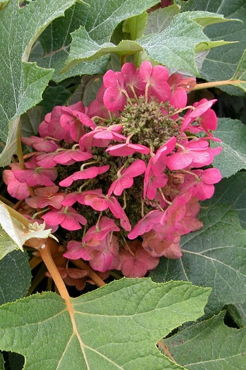 Munchkin Dwarf Oakleaf Hydrangea - 1 Gallon Pot Munchkin Dwarf Oakleaf Hydrangea - 1 Gallon Pot -Garden Plants shop Hydrangea Munchkin 12