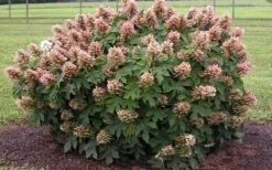 Munchkin Dwarf Oakleaf Hydrangea - 1 Gallon Pot 5 Munchkin Dwarf Oakleaf Hydrangea - 1 Gallon Pot -Garden Plants shop Hydrangea Munchkin