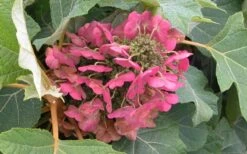 Munchkin Dwarf Oakleaf Hydrangea - 1 Gallon Pot 6 Munchkin Dwarf Oakleaf Hydrangea - 1 Gallon Pot -Garden Plants shop Hydrangea Munchkin Bloom Closeup