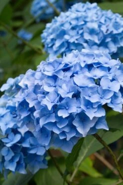 Nikko Blue Hydrangea - 1 Gallon Pot -Garden Plants shop Hydrangea Nikko Blue 10