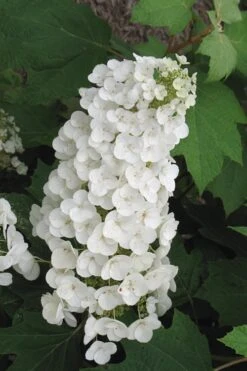 Alice Oakleaf Hydrangea - 3 Gallon Pot -Garden Plants shop Hydrangea Oakleaf Alice 4