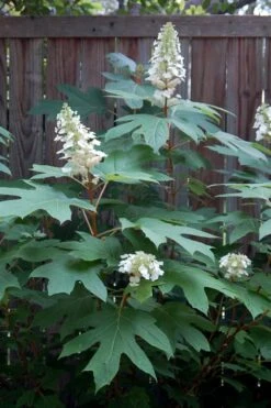 Alice Oakleaf Hydrangea - 3 Gallon Pot -Garden Plants shop Hydrangea Oakleaf Alice 6